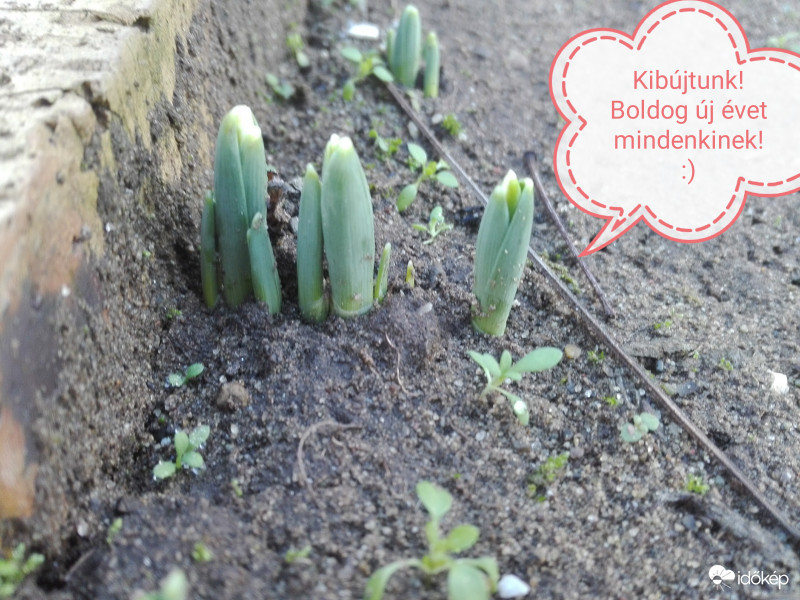 Boldog Új Évet! 