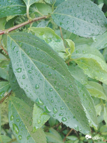 Cseppek II.