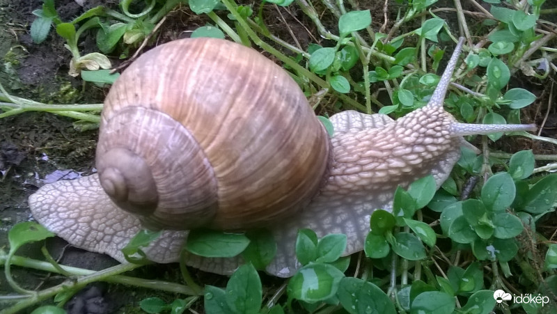 Csigusz az esőben 