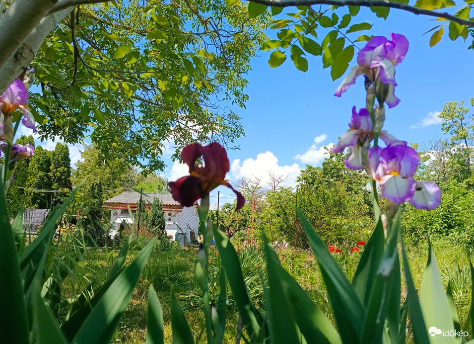 Természet
