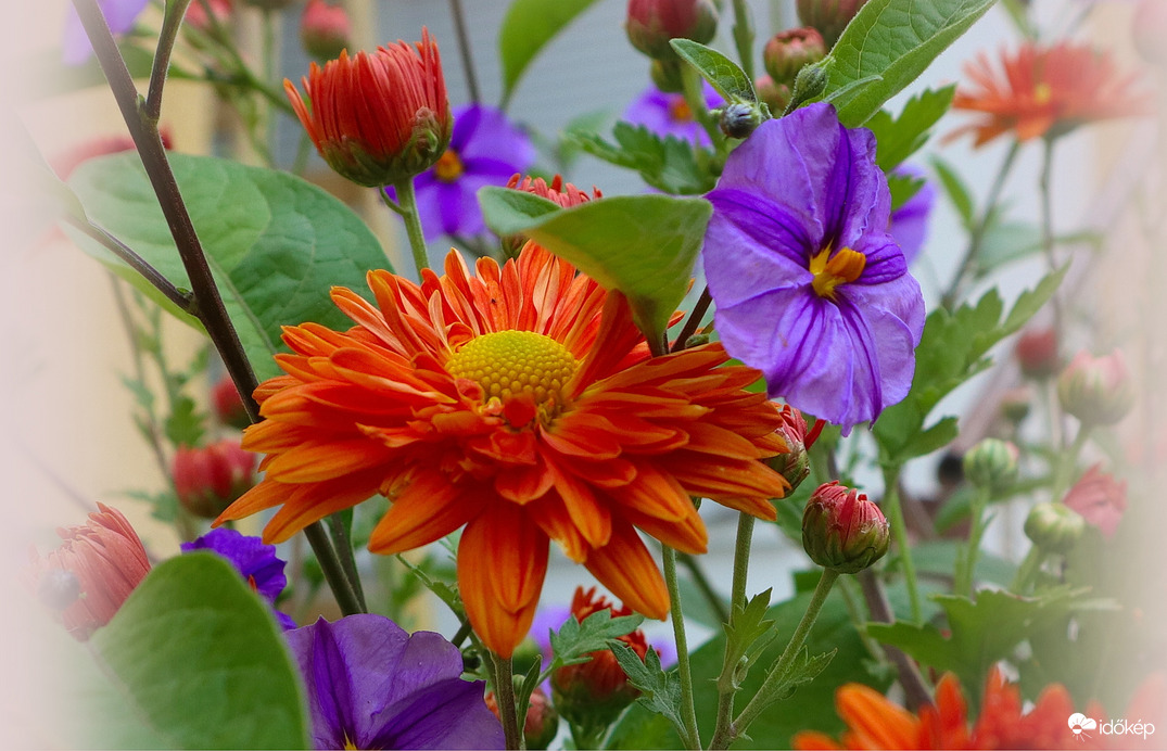 Ősz és nyár virágai