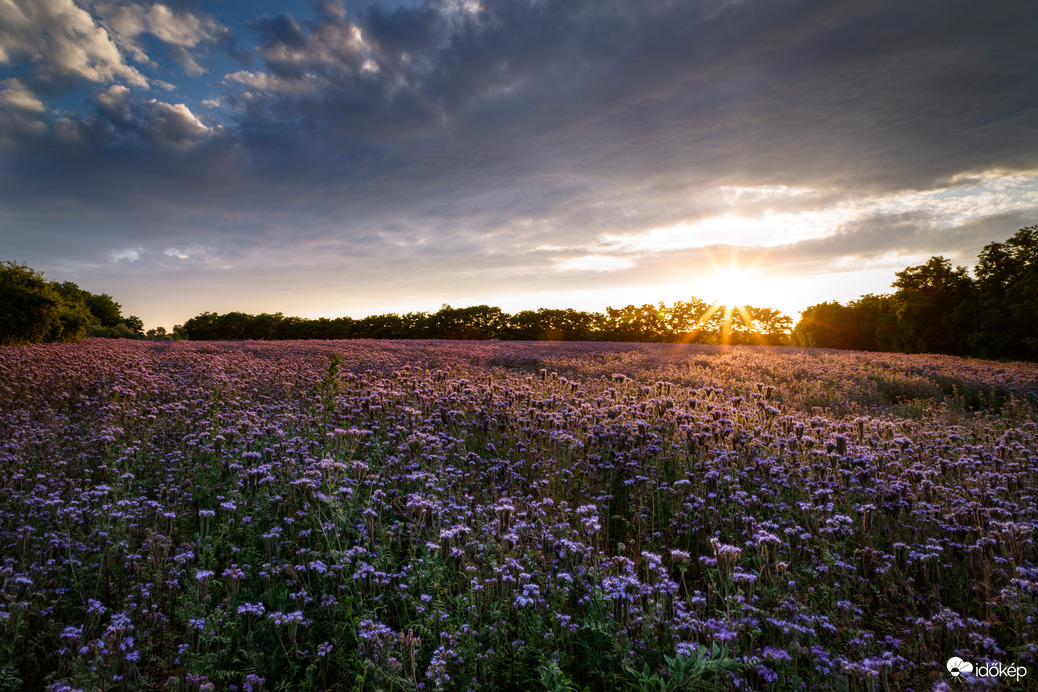 Facélia virágzása. 