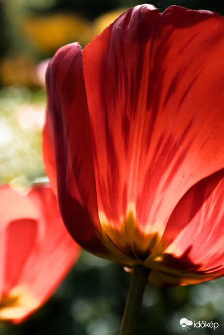 Tulipánok a kertből II