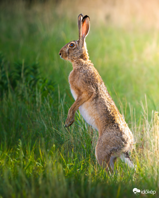 Mezei nyúl 