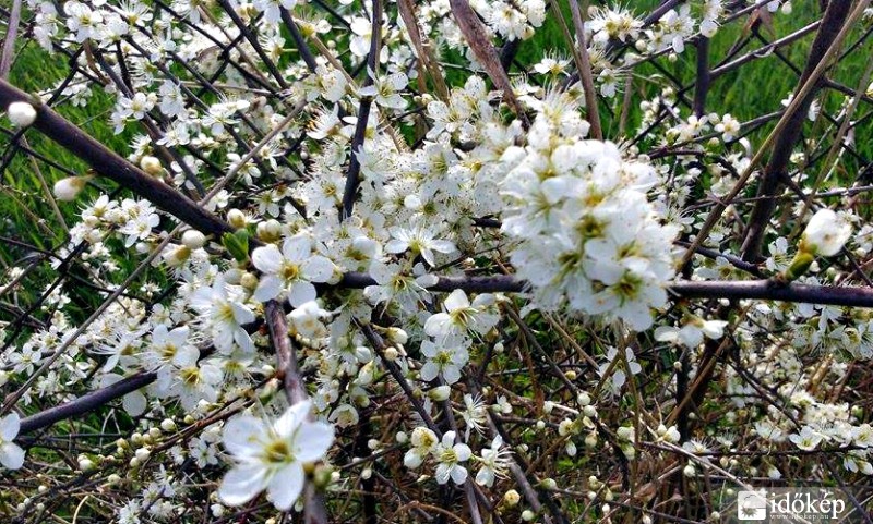 virágzik a szilvafa