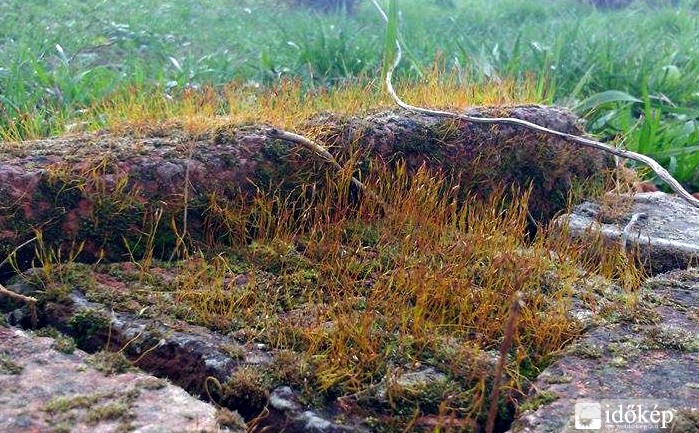 a moha is újra éled