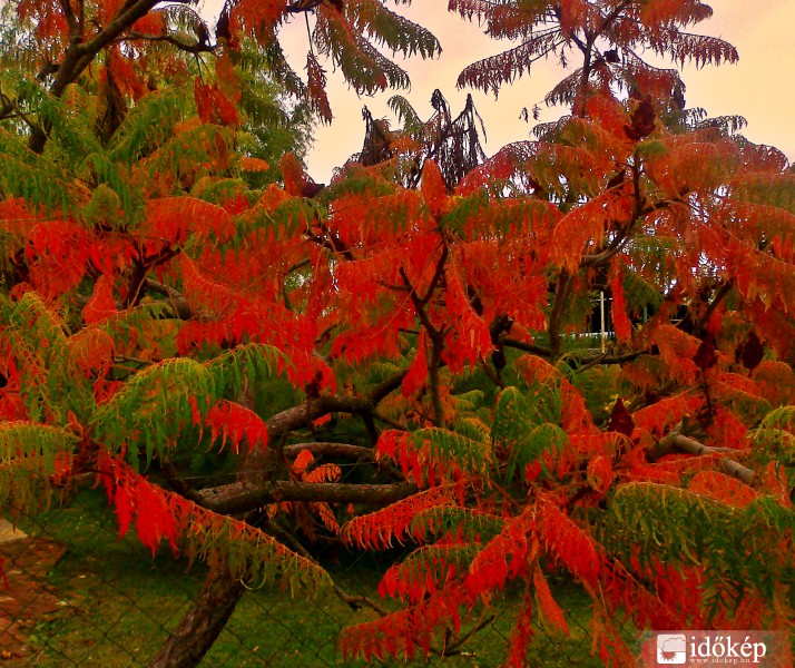 izzó színre váltva