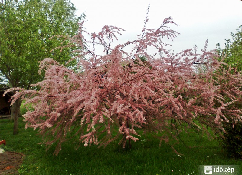 Tamariska virágzása