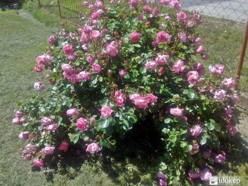 csodás lett az idén a rózsa bokrom