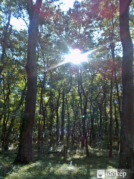 erdei napfény