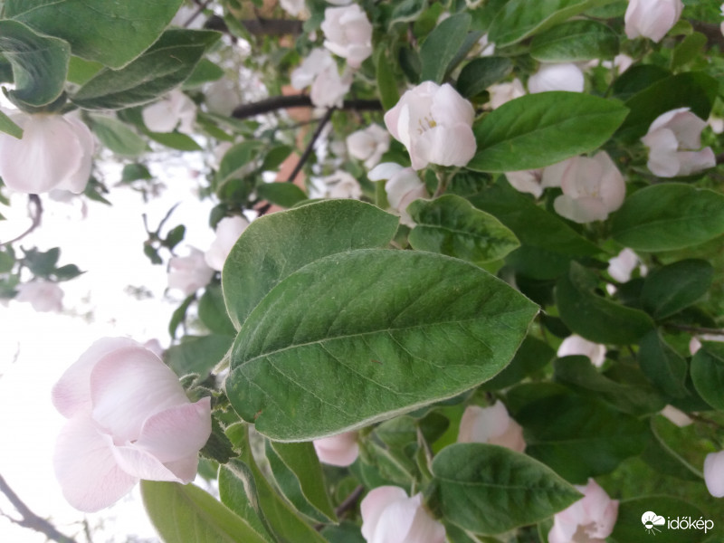 Virágba borult almafa 