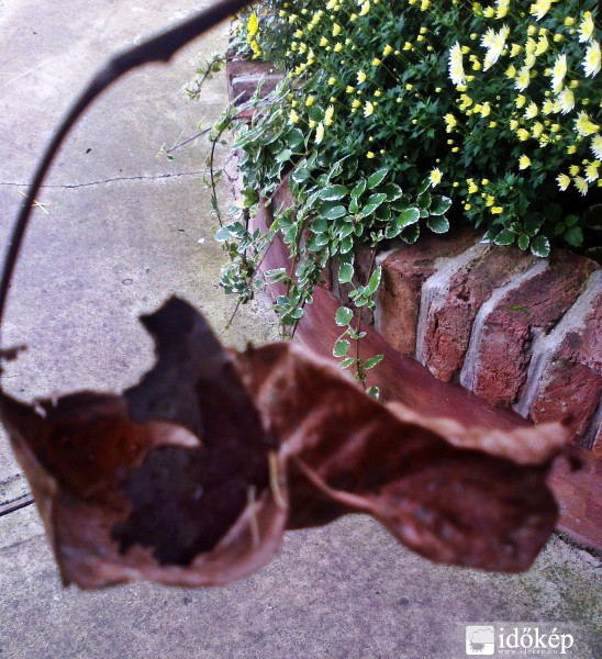 az álcázás mestere