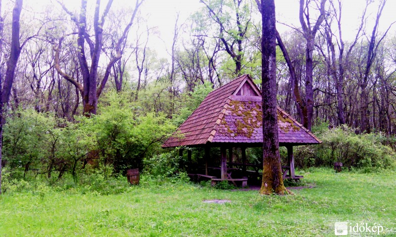 lassan ébred az erdő