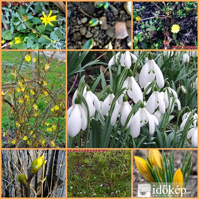 egy kis tavasz a kertemben...Januárban