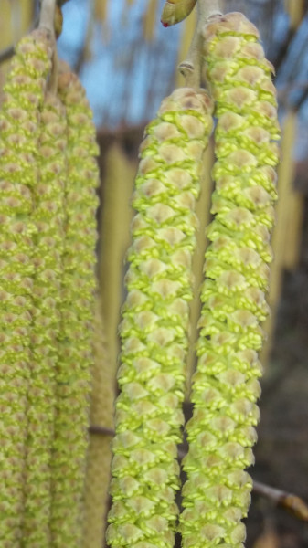 Mogyoró virágzása