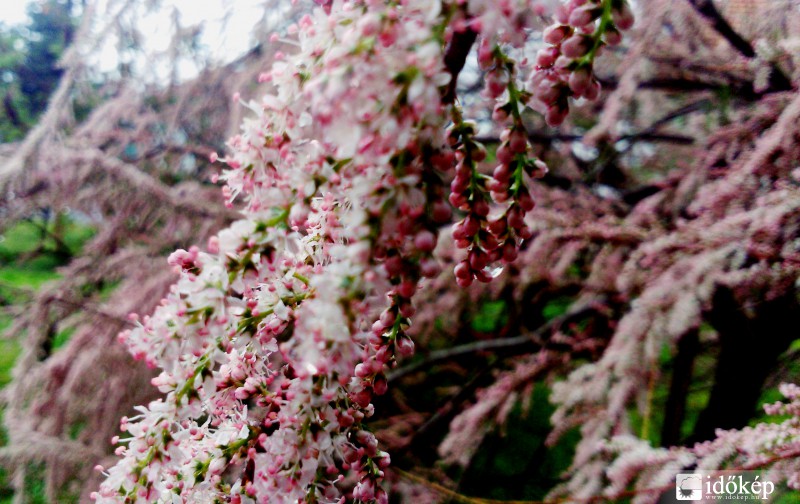 virágzik már a  Tamariska fa is