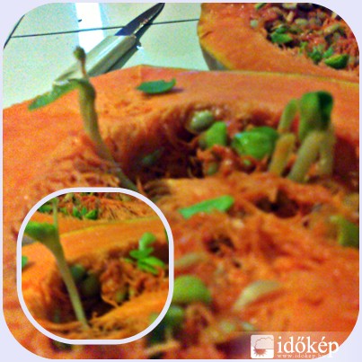 hajtás a sütőtökben