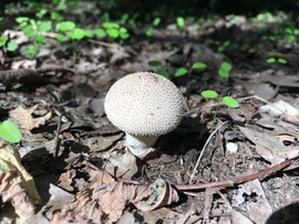 mimimami fotója