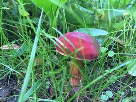 mimimami fotója