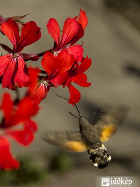 kolibri lepke