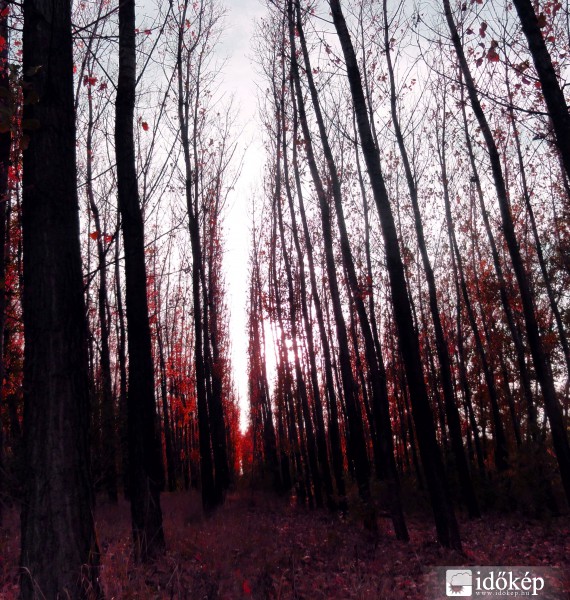 vörös erdő