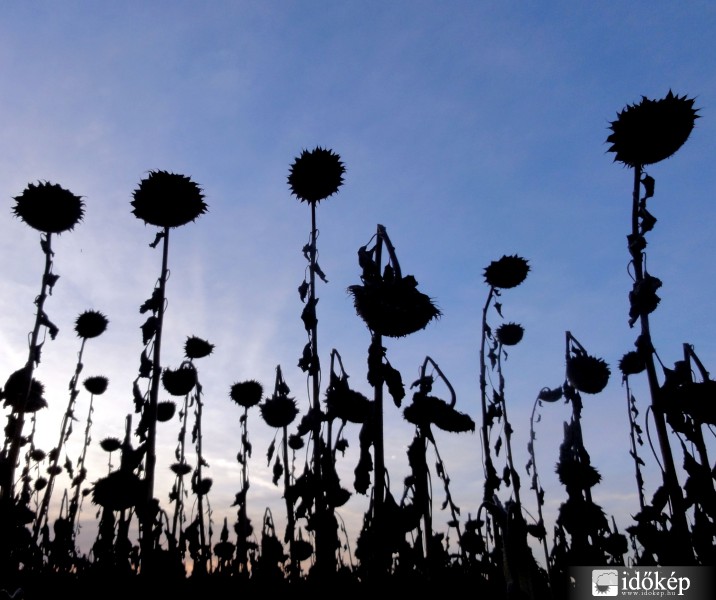Napraforgók a naplementében
