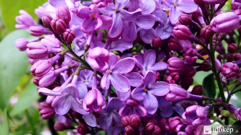 virágzik az orgona