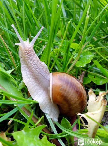 Csigabiga gyere ki...