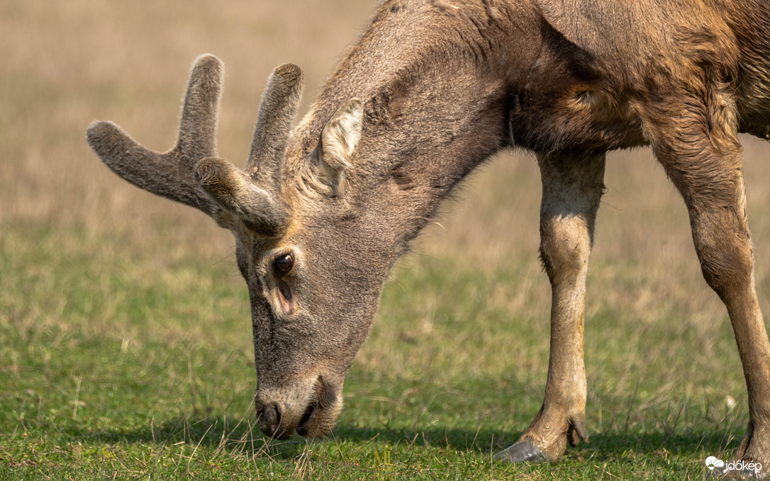 mlwildlifephoto fotója