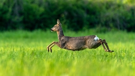 mlwildlifephoto fotója