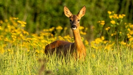mlwildlifephoto fotója