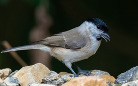 mlwildlifephoto fotója