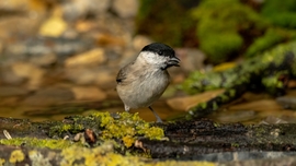 mlwildlifephoto fotója