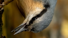 mlwildlifephoto fotója