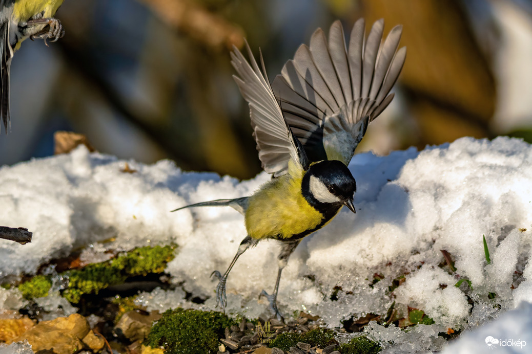 mlwildlifephoto fotója