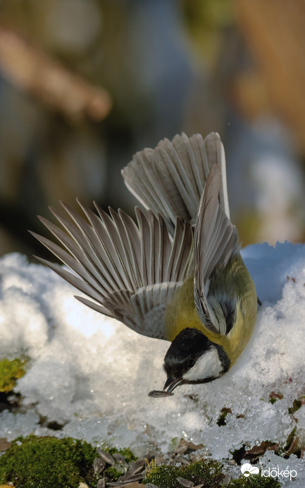 Szárnyak a hidegben