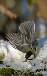 Szárnyak a hidegben