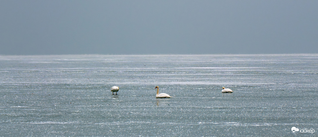 Hattyűk a Balaton jegén