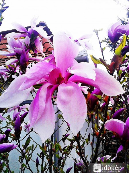 Tulipánfa