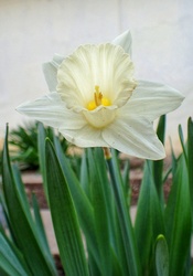 Narcisz