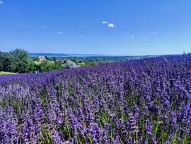 Levendula és a Balaton 