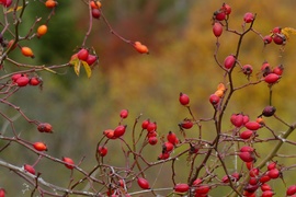 Lassan szedhető lesz