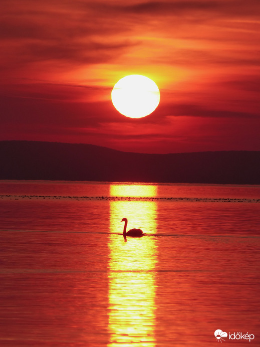 Aranyhíd hattyúval 