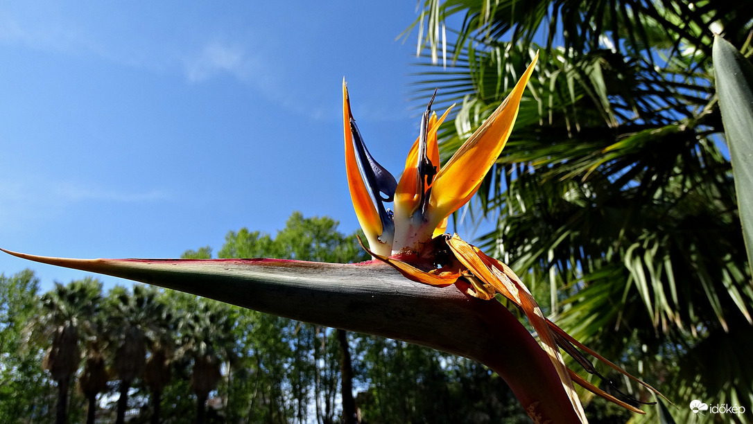 Strelitzia szabadon