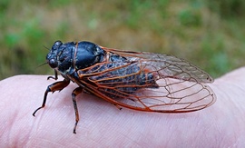 Kabóca