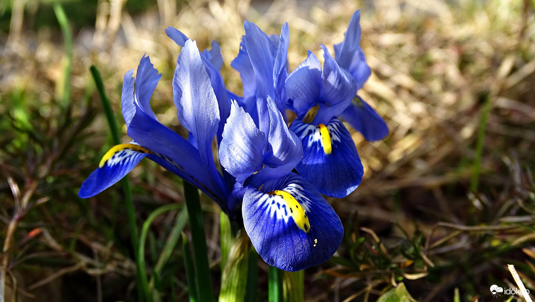 "Hideg kék"