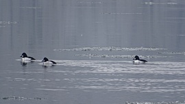 Élet a jeges Dunán