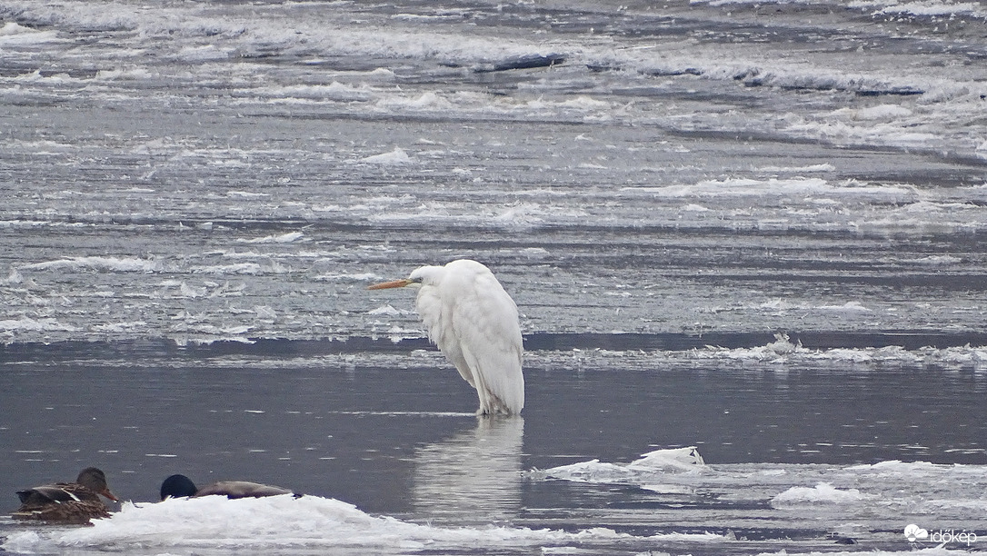 Élet a jeges Dunán