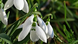 Hófehér "harangok".