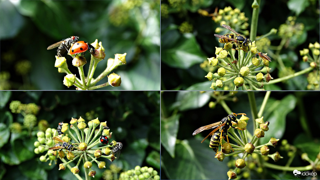 Sűrű forrgalom a borostyánon.